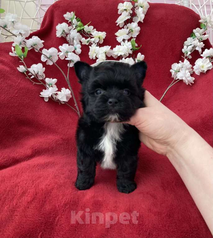 Собаки в Москве: Чёрный йорк мальчик стандарт бэби фейс Мальчик, 80 000 руб. - фото 3