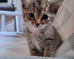 Кошки в Москве: Котенок   в добрые руки Девочка, Бесплатно - фото 3