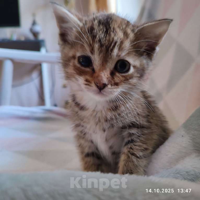 Кошки в Москве: Котенок   в добрые руки Девочка, Бесплатно - фото 3