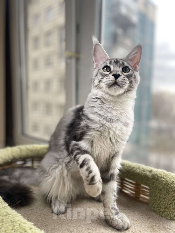 Кошки в Санкт-Петербурге: Деми Мур Девочка, 50 000 руб. - фото 2