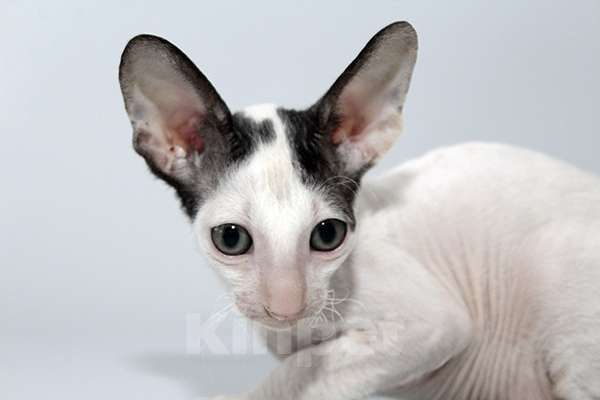 Кошки в Москве: котята из питомника Корнелита Мальчик, 70 000 руб. - фото 2