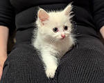 Кошки в других городах Московской области: Котята  1,5 месяца Мальчик, Бесплатно - фото 4