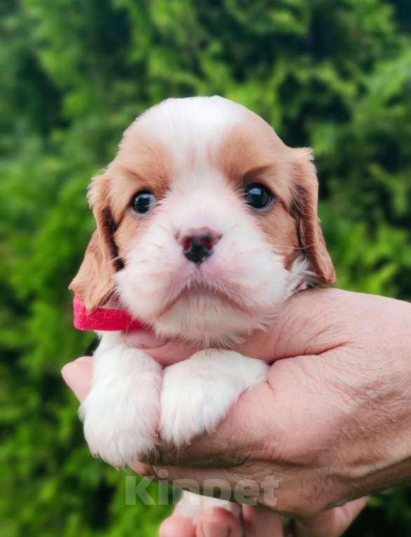 Собаки в Санкт-Петербурге: Красивый мальчик кавалер Кинг Чарльз спаниель,д.р.11.08.24. будет готов к переезду в 20 числах ок. Мальчик, Бесплатно - фото 2