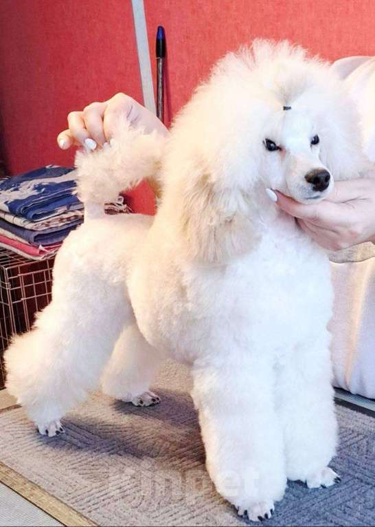 Собаки в Санкт-Петербурге: Высокопородный белый кобель Мальчик, Бесплатно - фото 2