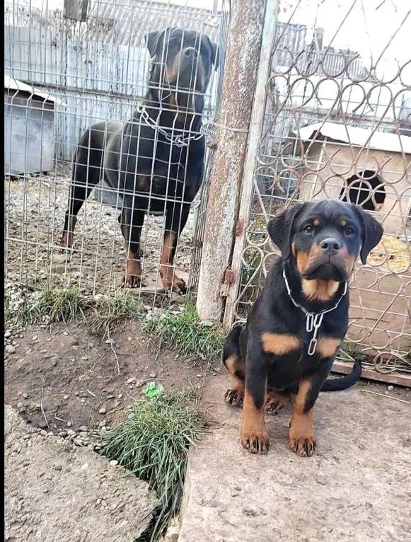 Собаки в Краснодаре: Щенки ротвейлера  Мальчик, 70 000 руб. - фото 4