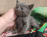Кошки в Воронеже: Отдам котёнка в добрые руки Девочка, Бесплатно - фото 3