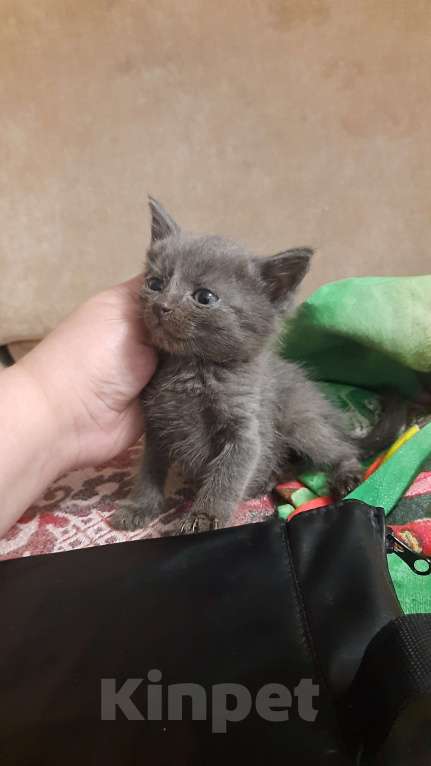 Кошки в Воронеже: Отдам котёнка в добрые руки Девочка, Бесплатно - фото 3