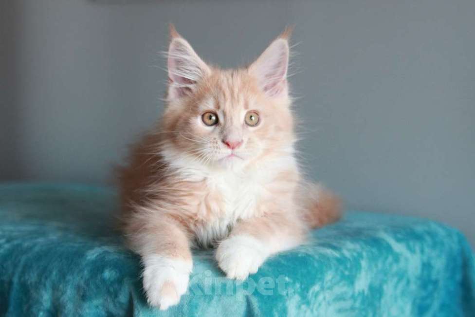 Кошки в Екатеринбурге: У всех хорошие,  а у нас лучшие. Котята мейн-кун Девочка, 15 000 руб. - фото 2