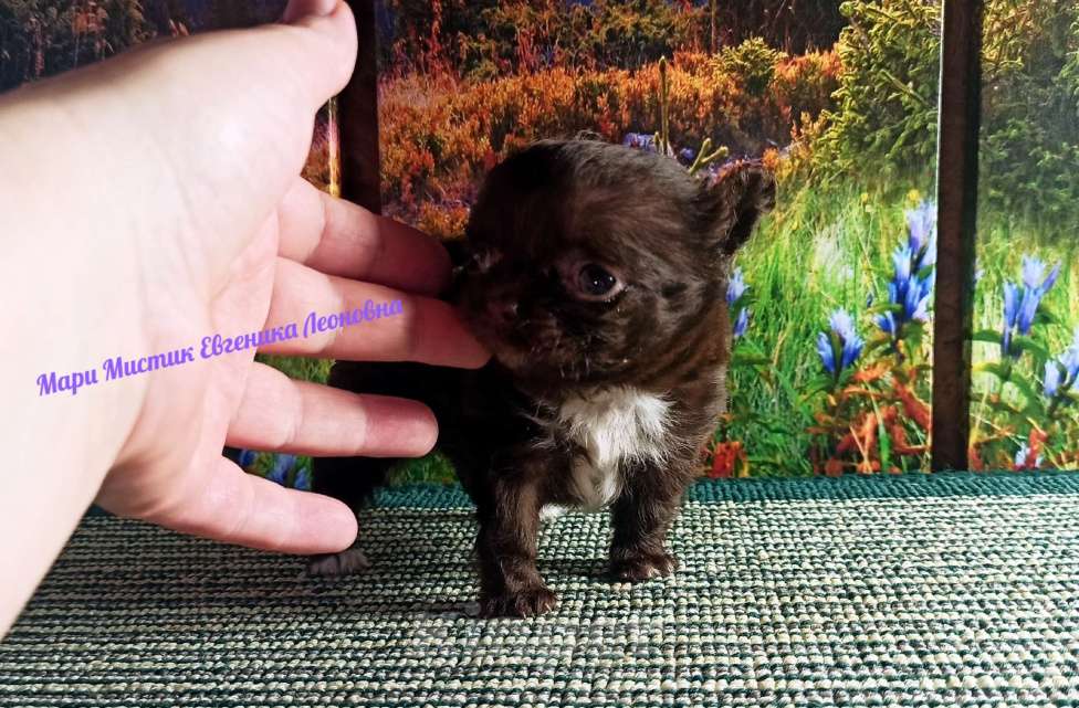 Собаки в Санкт-Петербурге: Еленсия мини и Ева супер мини чихуахуа Девочка, 100 000 руб. - фото 6