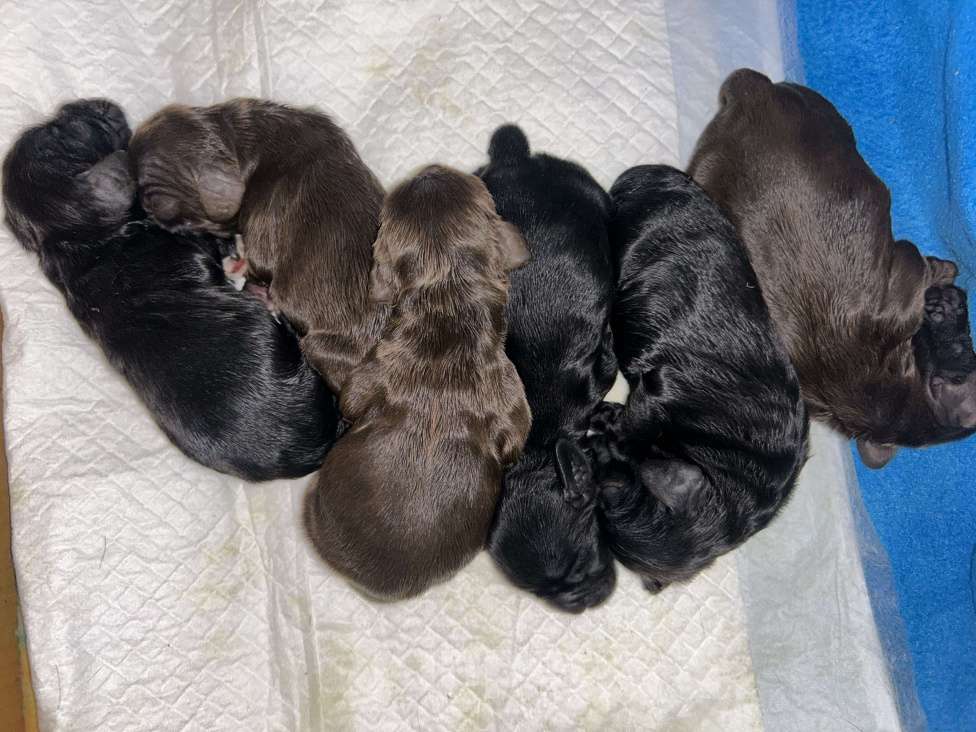 Собаки в Новосибирске: Щенки Американского кокер спаниеля Мальчик, 30 000 руб. - фото 4