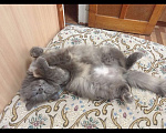 Кошки в Томске: Потерялась кошка Девочка, 500 руб. - фото 3