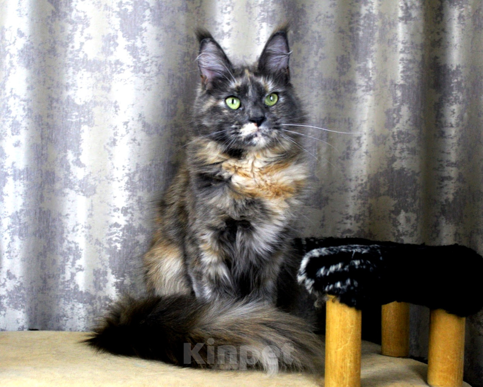 Кошки в Вышнем Волочке: Племенная кошка мейн кун Cleopatra Девочка, 60 000 руб. - фото 3