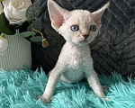 Кошки в Москве: Котенок Девон рекс мальчик с голубыми глазами Мальчик, 60 000 руб. - фото 5