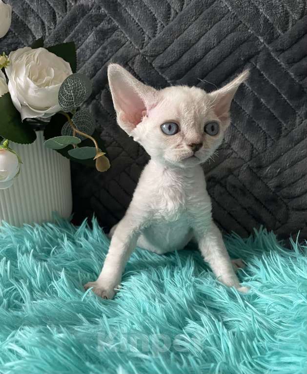 Кошки в Москве: Котенок Девон рекс мальчик с голубыми глазами Мальчик, 60 000 руб. - фото 5