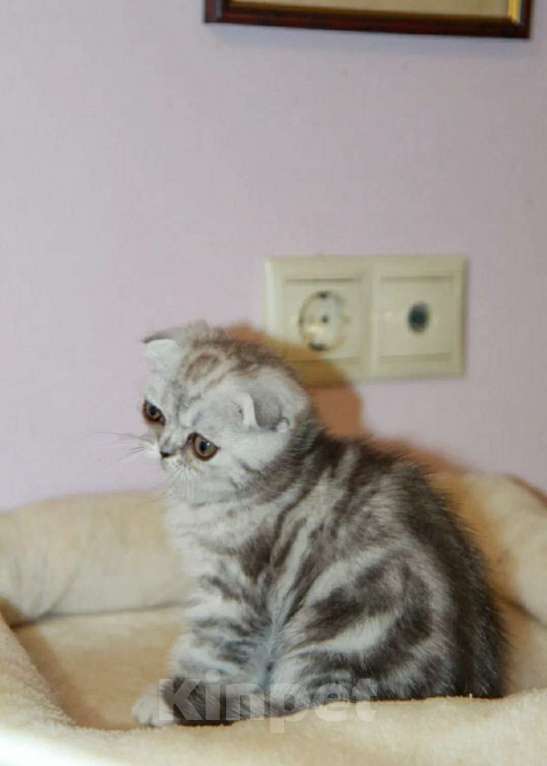 Кошки в Москве: Шотландская милашка Девочка, 40 000 руб. - фото 3