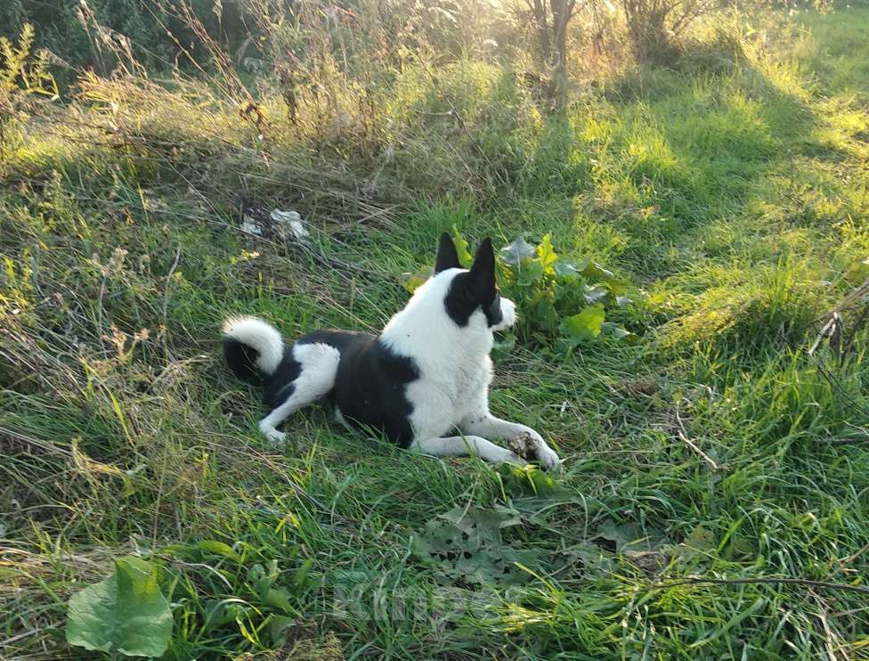 Собаки в Казани: Русско-европейская лайка  Девочка, Бесплатно - фото 2