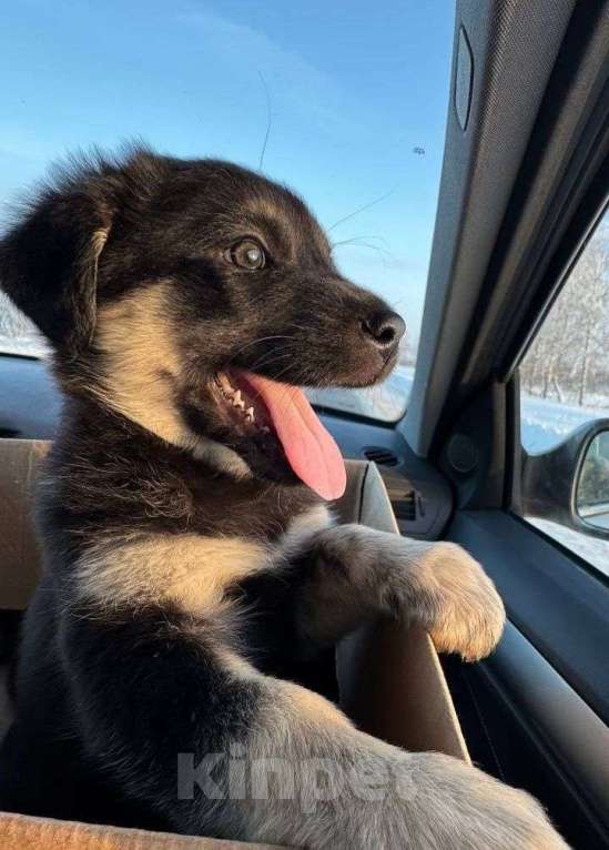 Собаки в Москве: Щенок Гек ищет дом  Мальчик, Бесплатно - фото 1