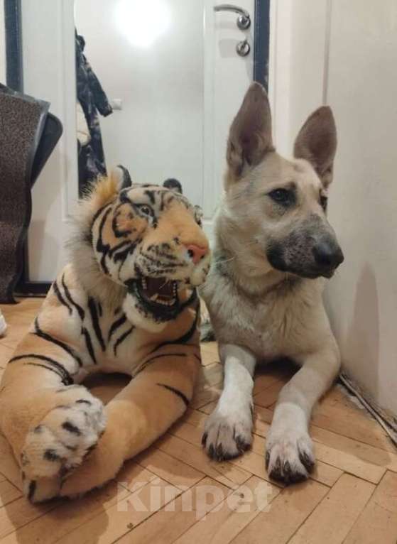 Собаки в Москве: Веста ищет дом! Девочка, Бесплатно - фото 2