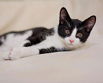 Кошки в Реутове: Котёнок Рикки ищет дом!  Мальчик, Бесплатно - фото 6