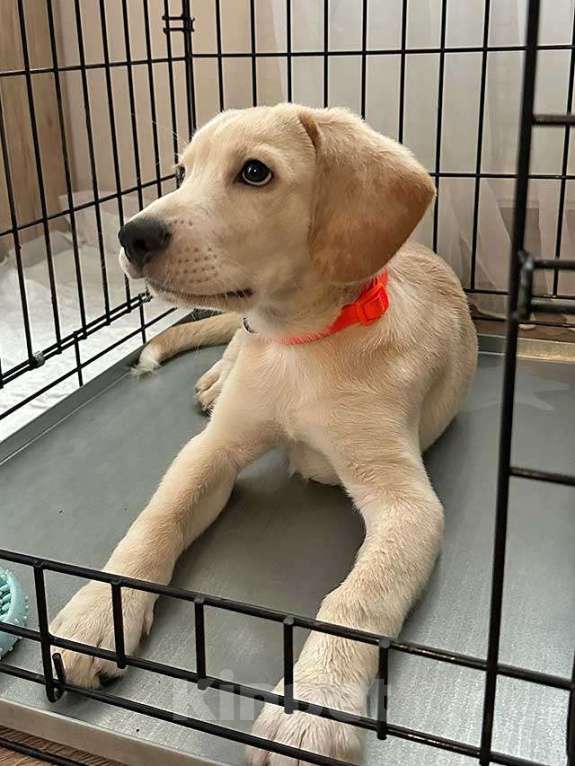 Собаки в Рязани: Ищет дом Баки — солнечный щенок, метис бигля  Мальчик, 10 руб. - фото 2