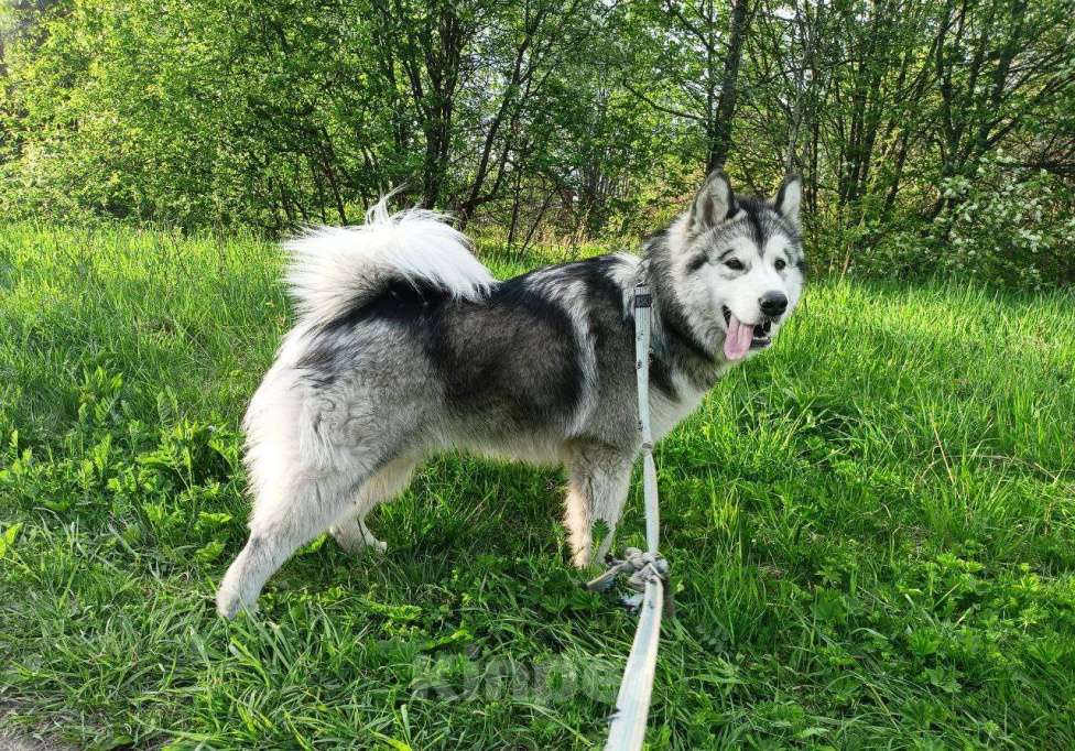 Собаки в других городах Карелии: Аляскинский маламут ищет дом Мальчик, Бесплатно - фото 4