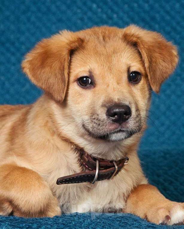 Собаки в Москве: Трогательные щеночки (3 мес.) срочно ищут дом Мальчик, Бесплатно - фото 7