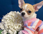 Собаки в Москве: Щенок чихуахуа гладкошерстная девочка  Девочка, 45 000 руб. - фото 1