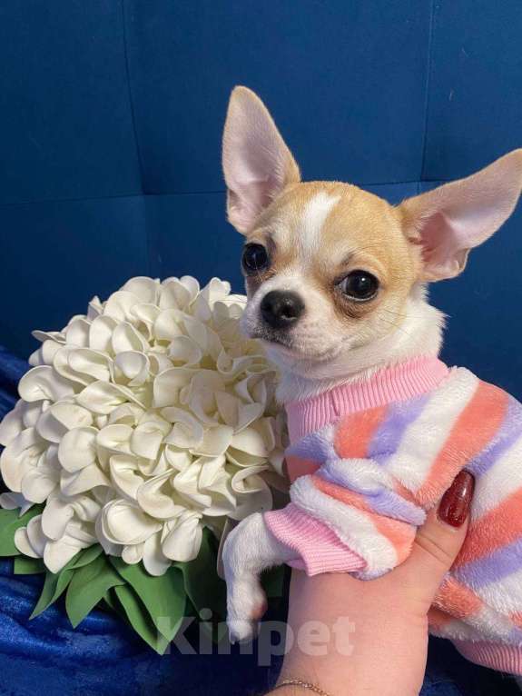 Собаки в Москве: Щенок чихуахуа гладкошерстная девочка  Девочка, 45 000 руб. - фото 1