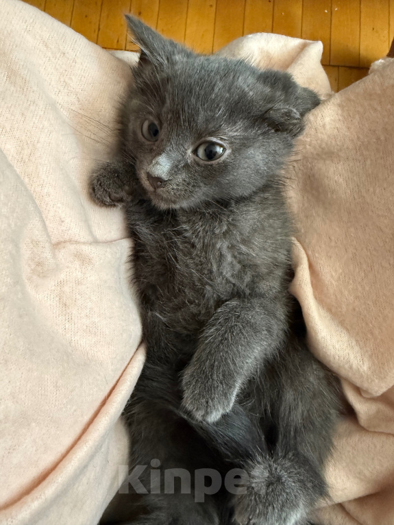 Кошки в Санкт-Петербурге: Котенок Ватрушка Девочка, Бесплатно - фото 6