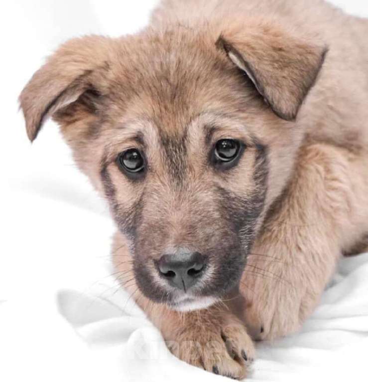 Собаки в Москве: Милый щенок Кролик. Времени на поиск дома - меньше недели Мальчик, Бесплатно - фото 3