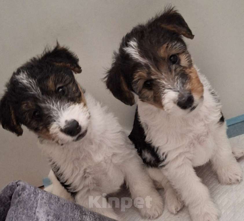 Собаки в Благовещенске: Продаются  щенки жесткошёрстного фокстерьера Девочка, 35 000 руб. - фото 2