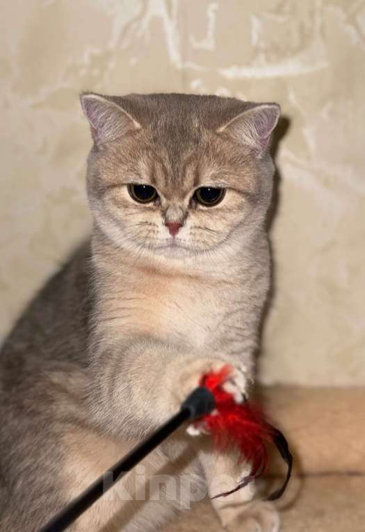 Кошки в Москве: Британская голубая кошечка ☺️ Девочка, 50 000 руб. - фото 2