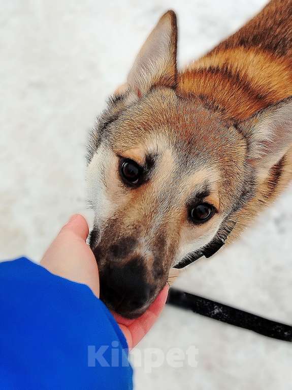 Собаки в Санкт-Петербурге: Санни, рыжая собачка ищет дом Девочка, Бесплатно - фото 3