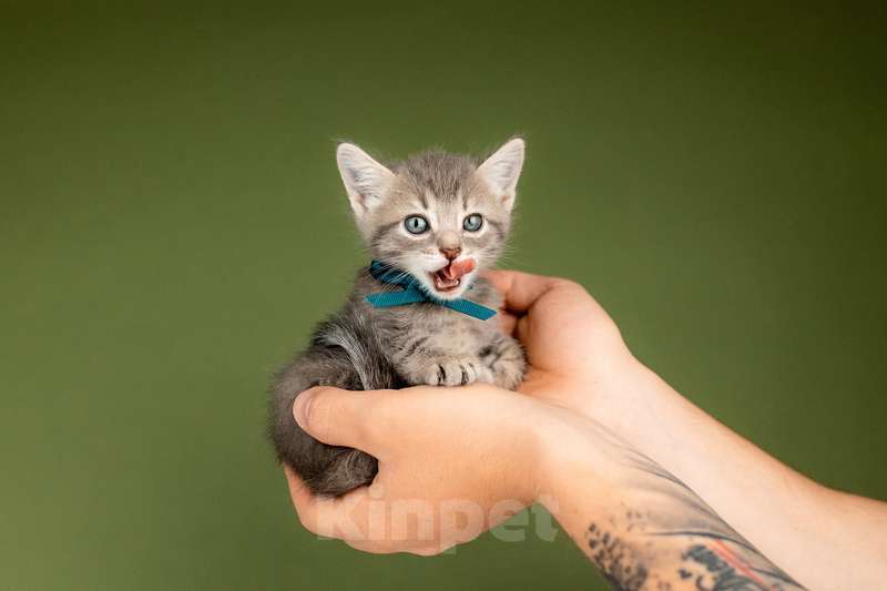 Кошки в Москве: Котята от сибирской мамы — 1,5 месяца в добрые руки Мальчик, Бесплатно - фото 9