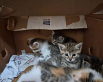Кошки в Иркутске: Котята от американская гладкошерстная кошка Разнополые, 10 руб. - фото 7