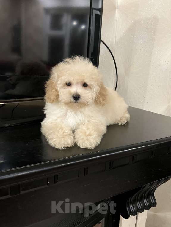 Собаки в Перми: Той Пудель!! Девочка, 70 000 руб. - фото 2