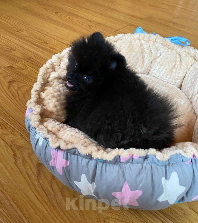 Собаки в Новосибирске: Померанский шпиц Мальчик, 55 000 руб. - фото 3