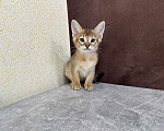 Кошки в Москве: абиссинский котик дикого окраса под резерв  Мальчик, 90 000 руб. - фото 9