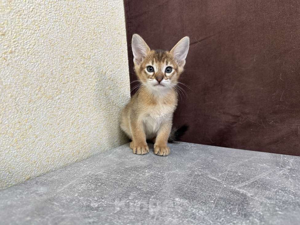 Кошки в Москве: абиссинский котик дикого окраса под резерв  Мальчик, 90 000 руб. - фото 9