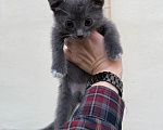 Кошки в Павловском Посаде: Котенок Мальчик, Бесплатно - фото 3