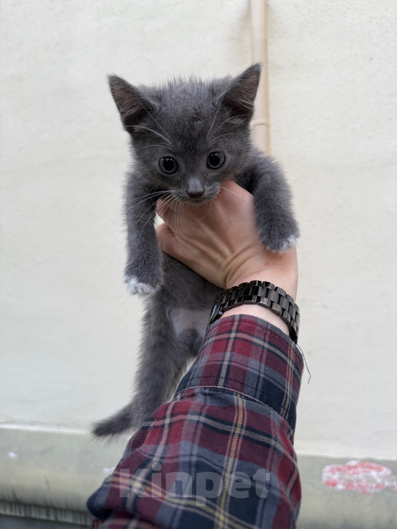 Кошки в Павловском Посаде: Котенок Мальчик, Бесплатно - фото 3