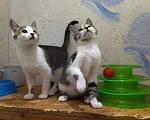 Кошки в Санкт-Петербурге: Маленькие энерджайзеры в добрые руки Мальчик, 1 руб. - фото 3