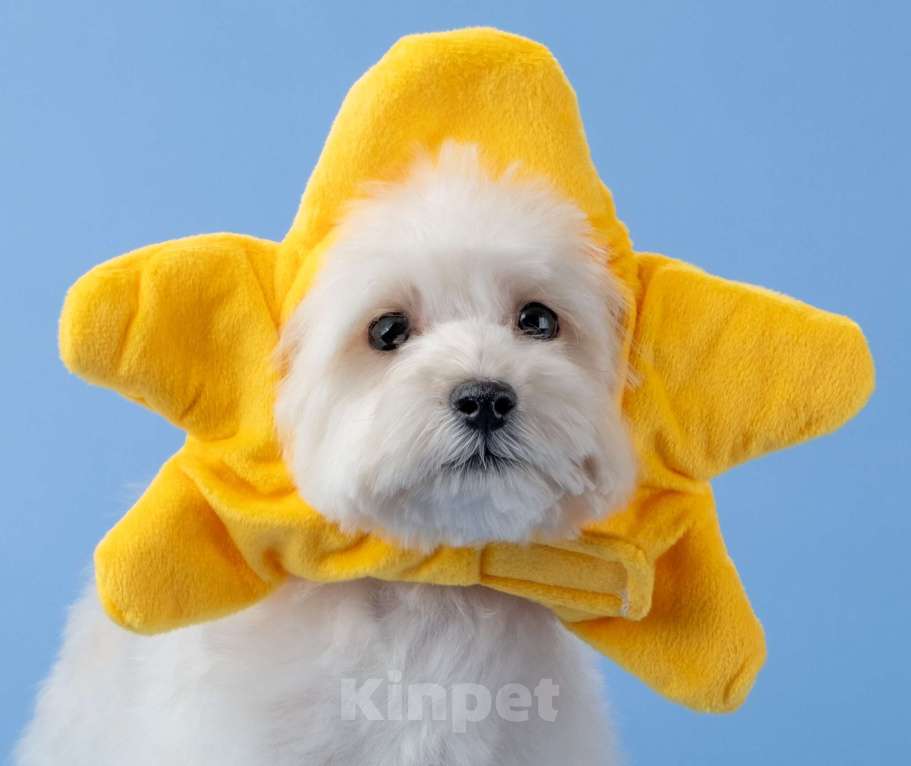 Собаки в Москве: Мальтипу ф1 мини мальчики Мальчик, 60 000 руб. - фото 6