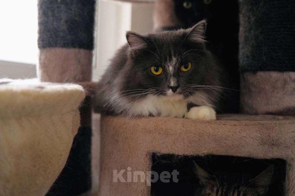 Кошки в Москве: Воздушная нежная кошечка Зефирка Девочка, Бесплатно - фото 7