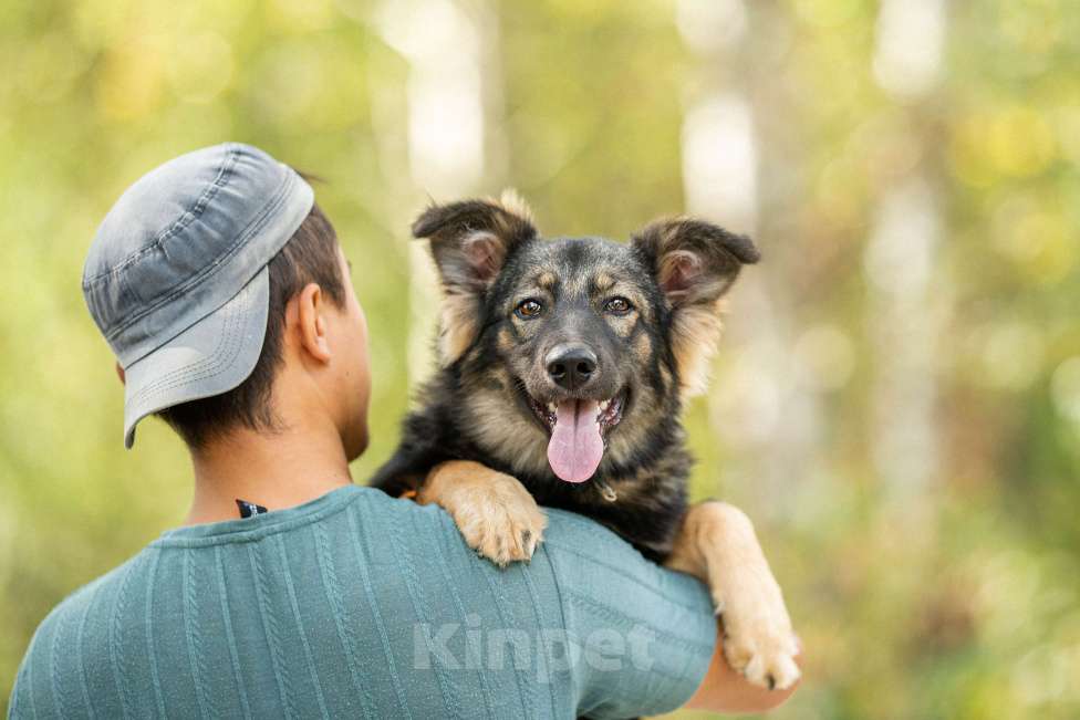 Собаки в Домодедово: Щенок Сима в добрые руки  Девочка, Бесплатно - фото 4