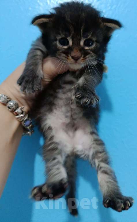 Кошки в Пролетарске: Бронь котят Мейн-Кунят  Мальчик, 12 000 руб. - фото 3