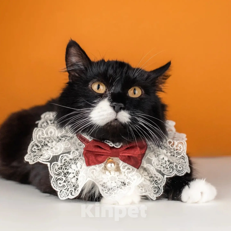 Кошки в Москве: Сногсшибательная красавица Матильда в дар Девочка, Бесплатно - фото 4