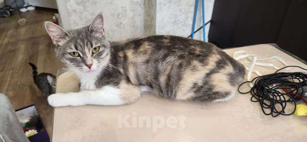 Кошки в Санкт-Петербурге: Трехцветочка в добрые руки Девочка, Бесплатно - фото 3