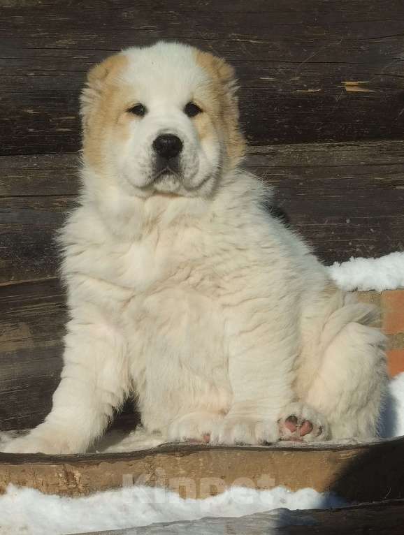 Собаки в Пскове: Среднеазиатская овчарка щенок алабай Мальчик, 60 000 руб. - фото 6