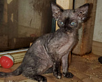 Кошки в Тольятти: котенок девон рекса Девочка, Бесплатно - фото 2